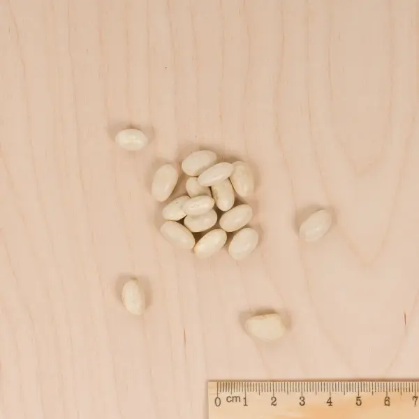 Légumes Secs - Haricot Nain Vert Plat Roma 2 - MEDIA_3D